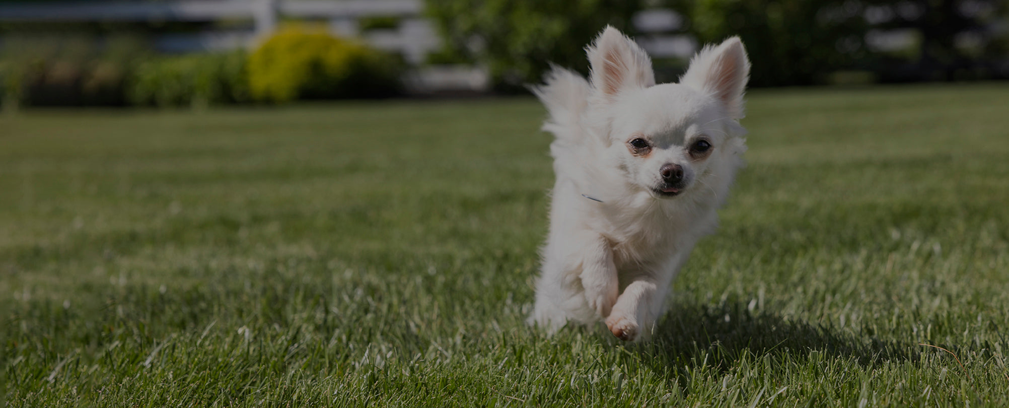 Small white dog running on a grassy field