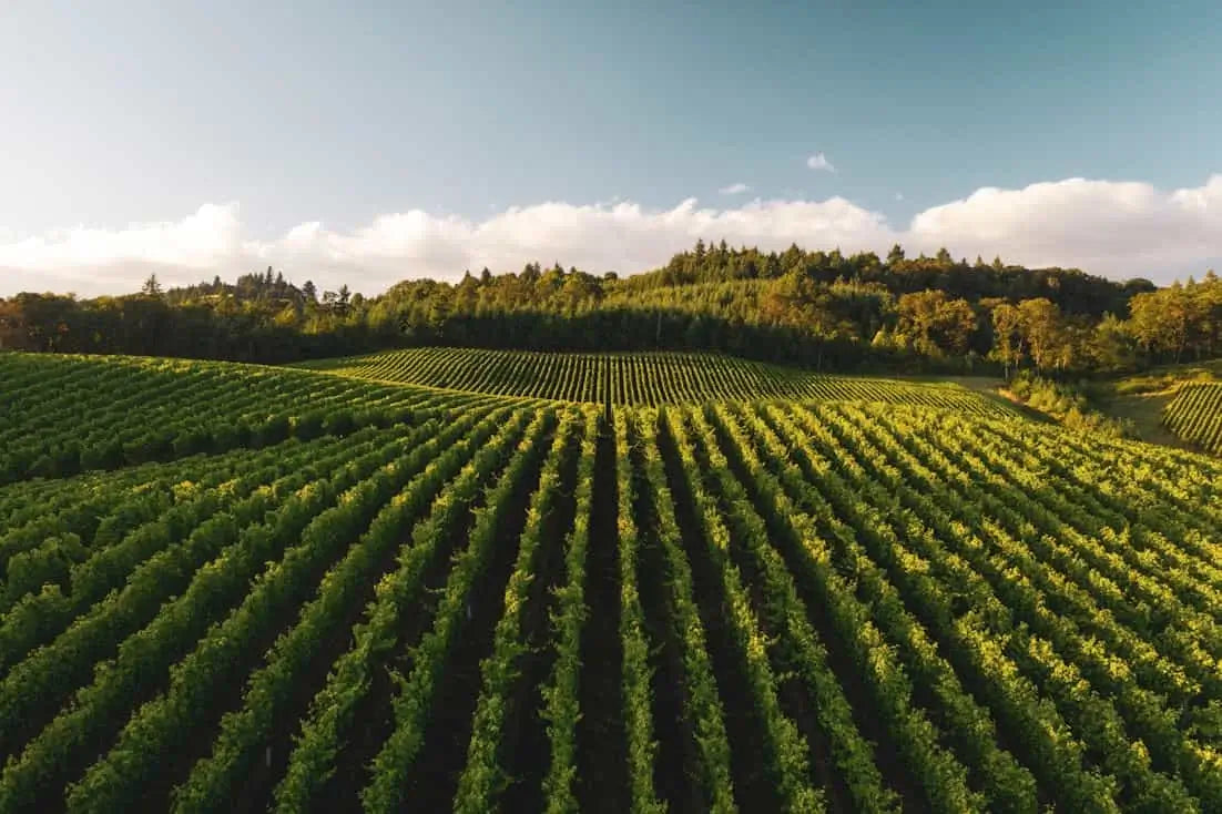 Aerial view of a field with rows of green crops under a blue sky.