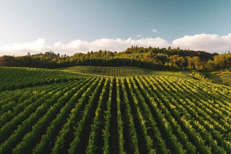 Aerial view of a field with rows of green crops under a blue sky.