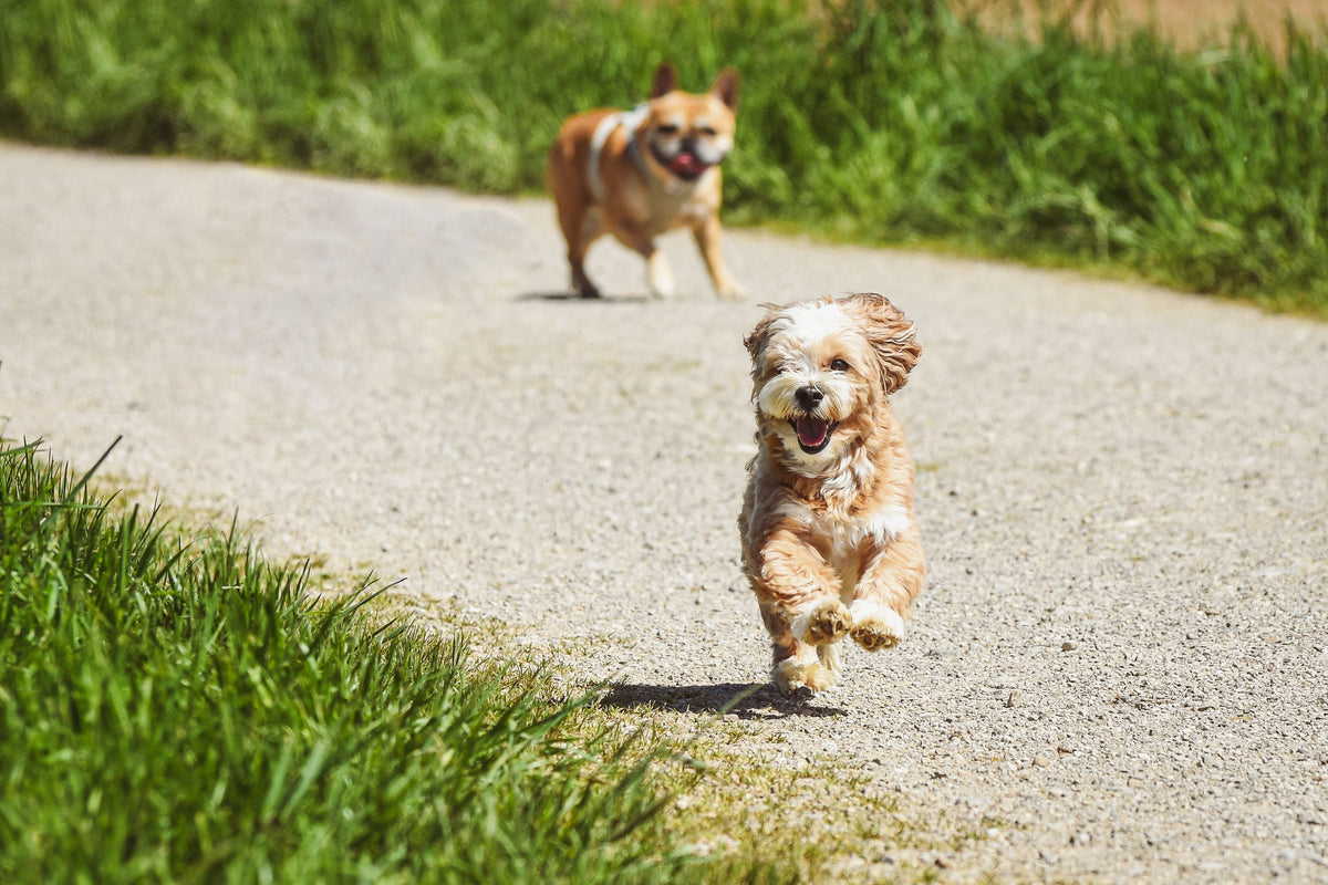 How Different Zinc Supplement Forms Impact Bioavailability in Dogs A Review of the Comparative Research on Zinc Source and Absorption in Canine Diets