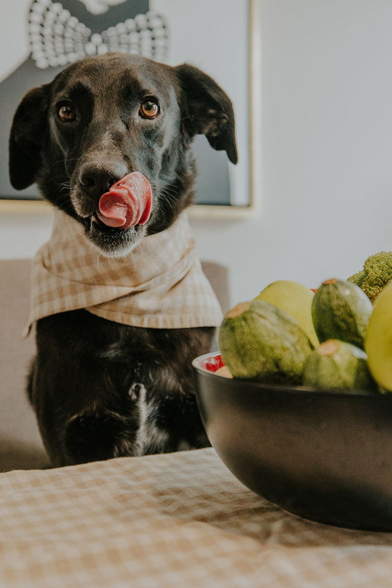 The Best Vegetables for Dogs