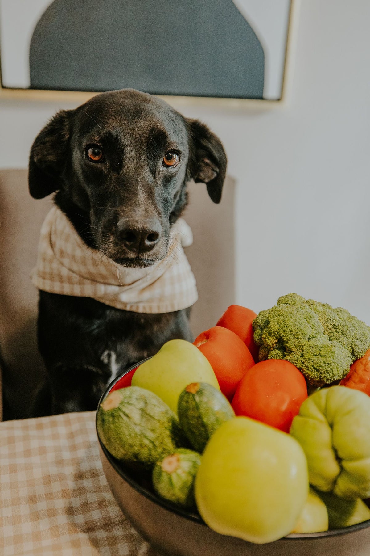 The Benefits of Vegetables in a Dog's Diet