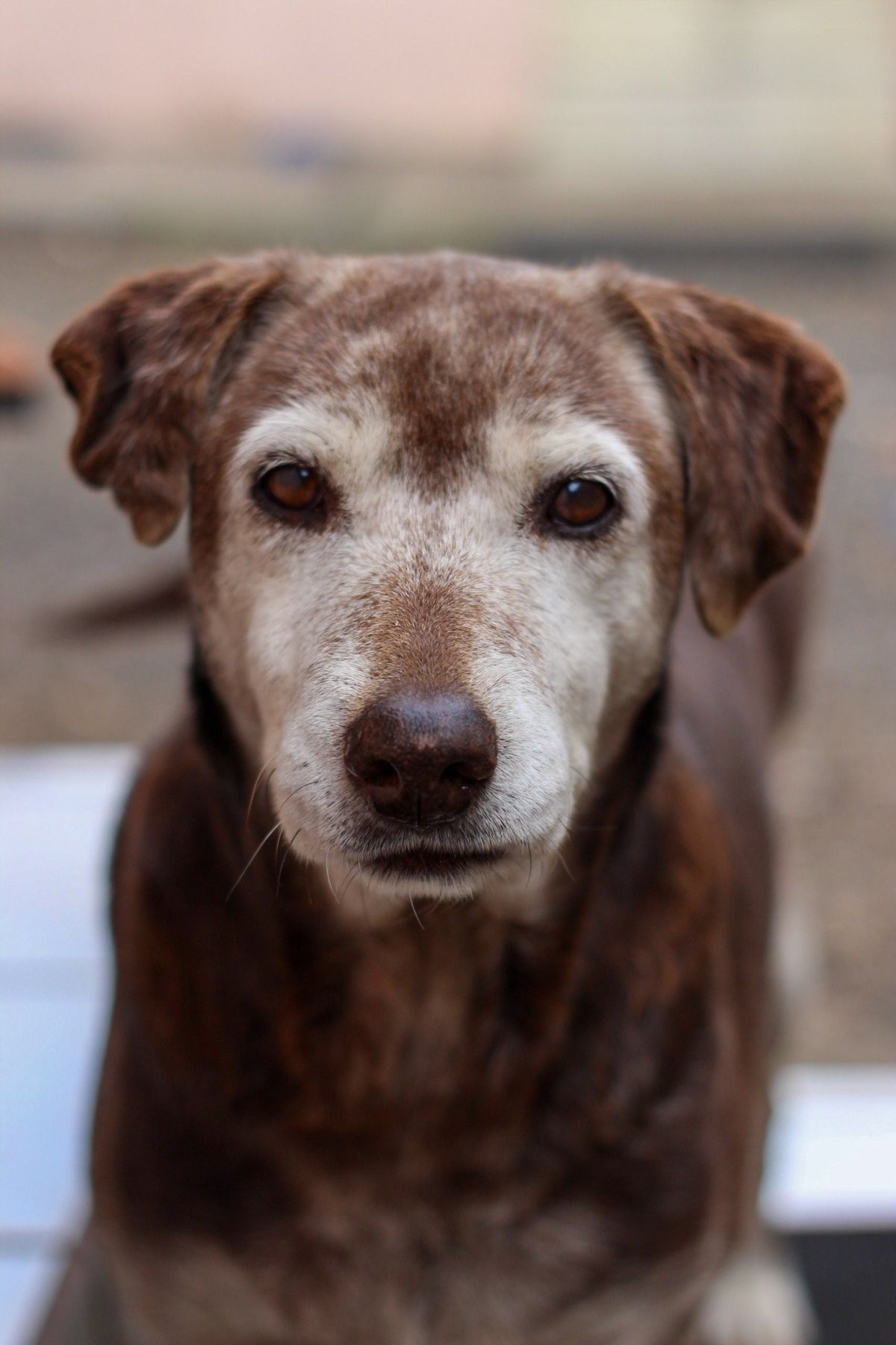 What Actually Works? An Evidence-Based Look at Supplements for Senior Dogs