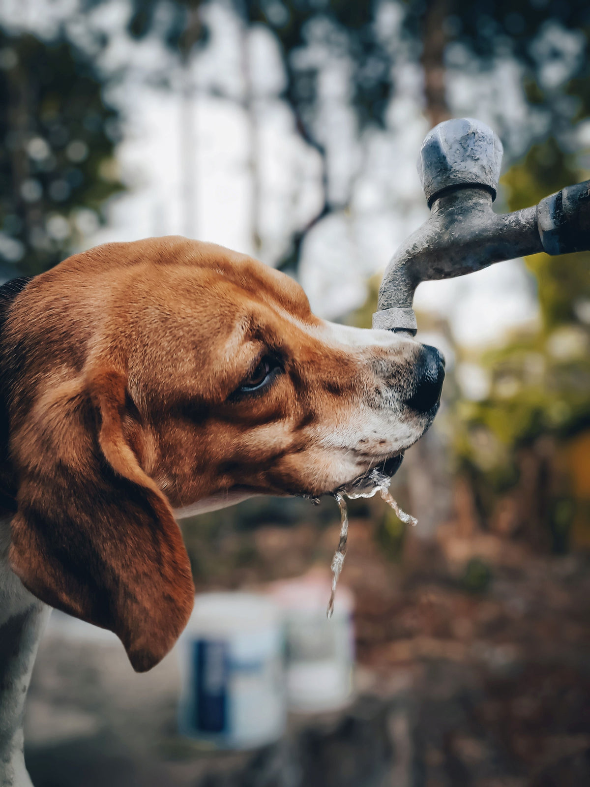 The Benefits of High-Moisture Diets for Dogs: An Evidence-Based Review of Hydration, Urinary Health, and Digestive Considerations