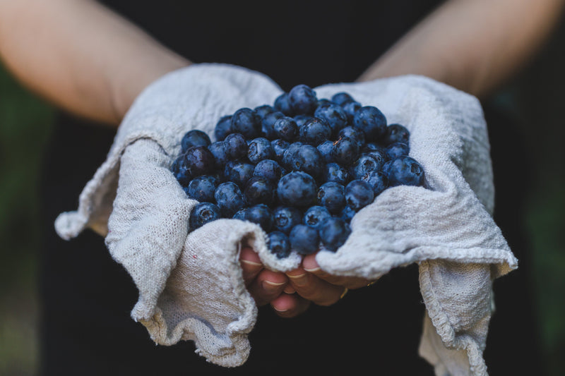 How Antioxidant-Rich Foods Help a Dog's Health