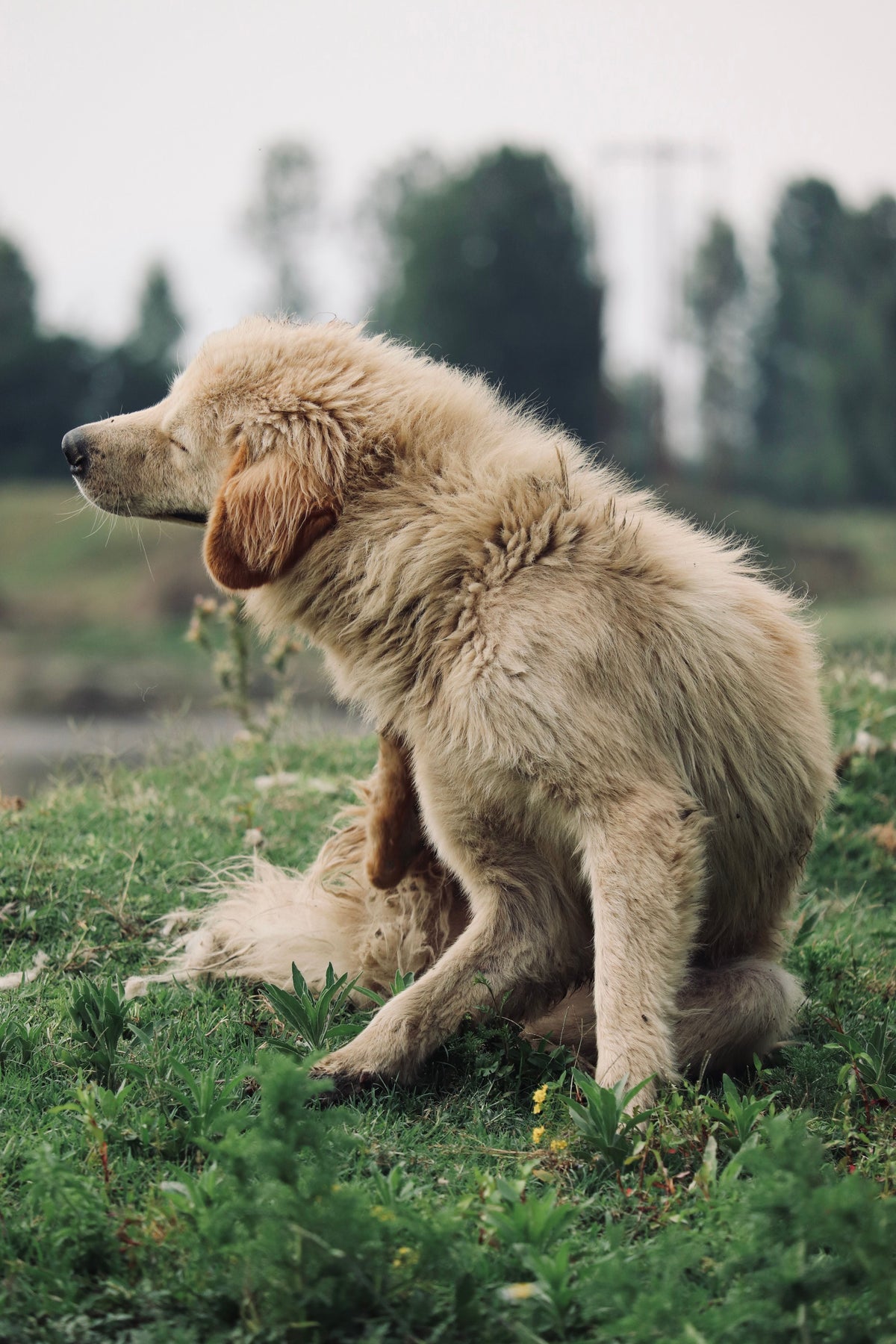 The Best Dog Food for Allergies: A Practical, Evidence-Based Guide