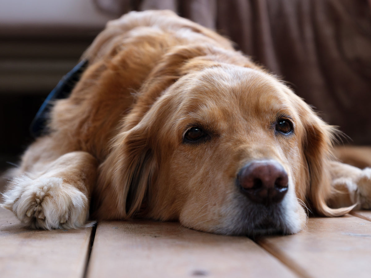 Dietary Tips to Help Dogs with Diabetes