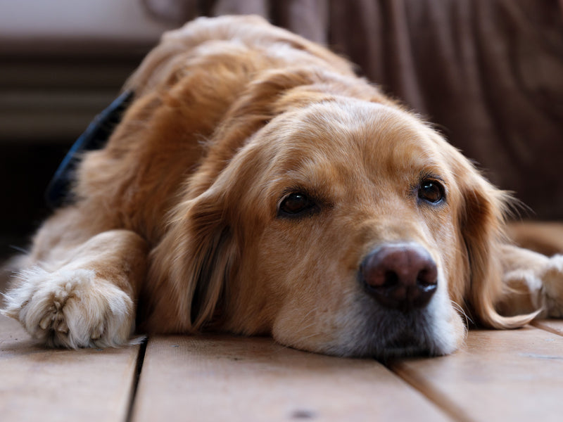 Dietary Tips to Help Dogs with Diabetes