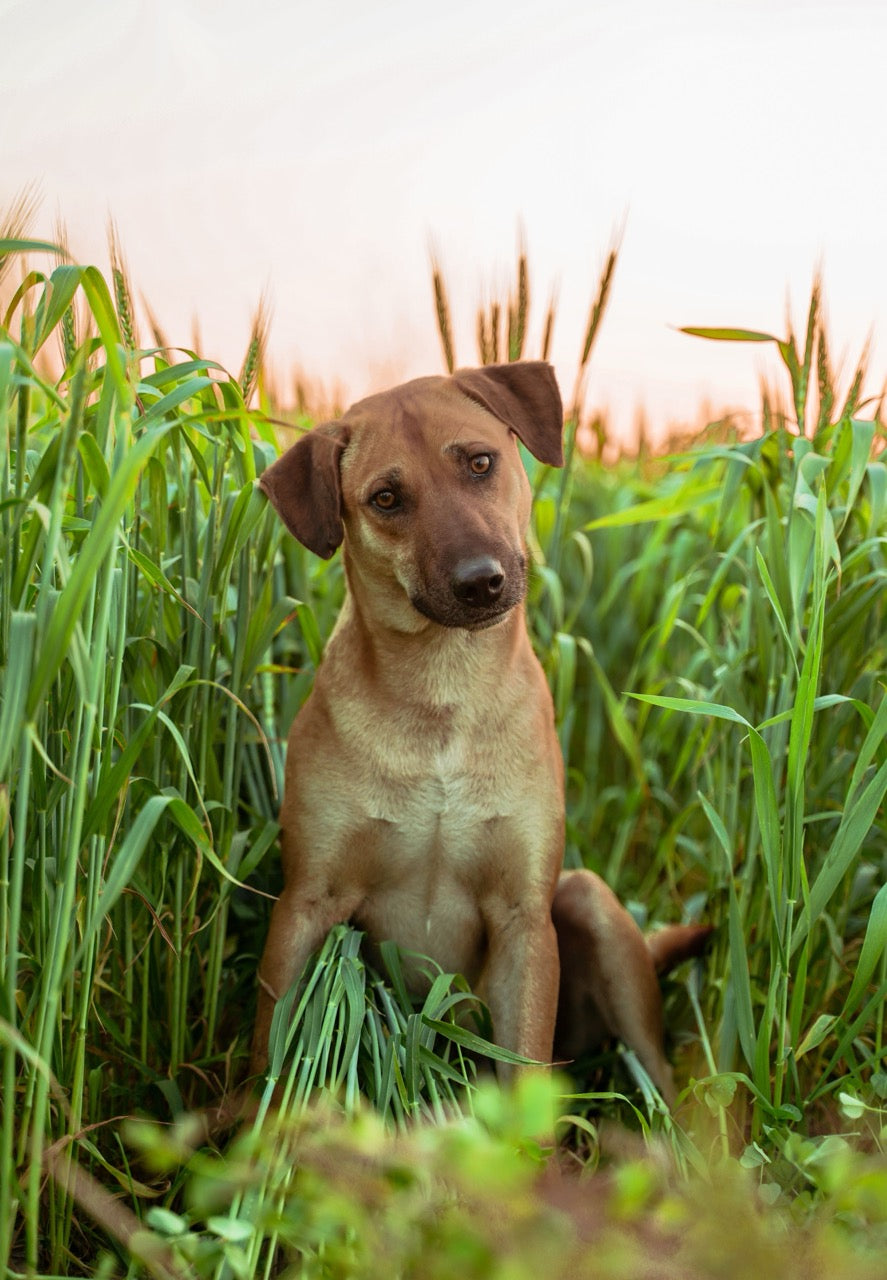 The Benefits of Grain-Free Dog Food: What the Evidence Actually Supports