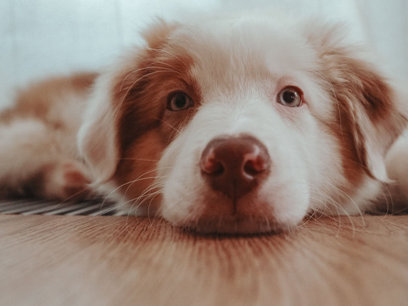 Australian Shepherd puppy resting its chin on the floor, looking up with a sulky expression