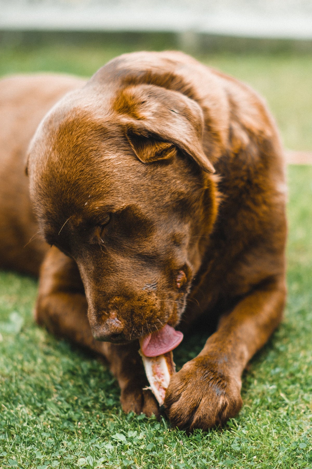 The Benefits of a High-Protein Diet for Dogs What the Research Actually Shows