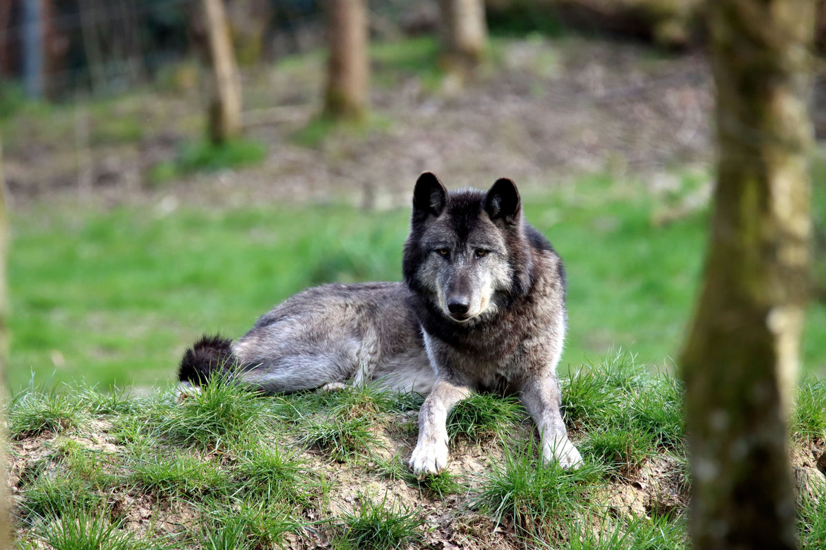 Feeding Dogs Like Wolves: Evaluating the Ancestral-Diet Argument for Canine Health