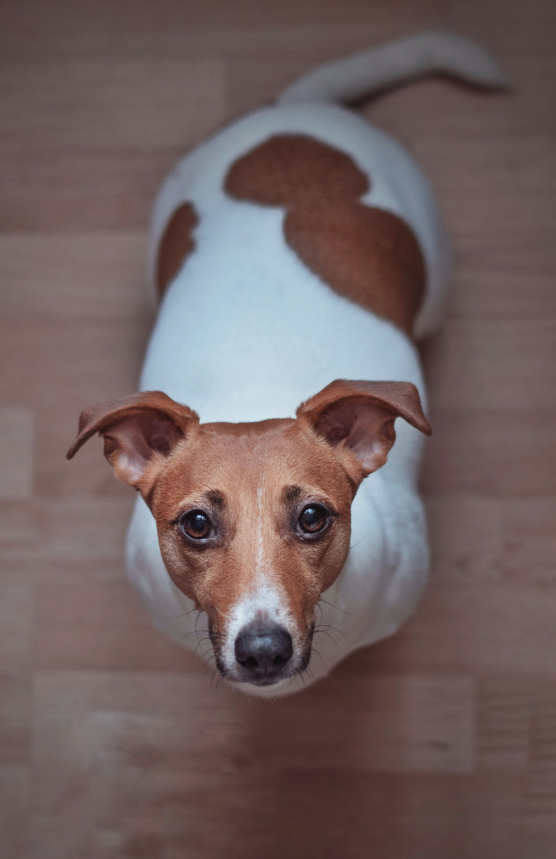 Omega-3 and Omega-6 Fatty Acids for Dogs: An Evidence-Based Review of Joint, Skin, and Systemic Benefits