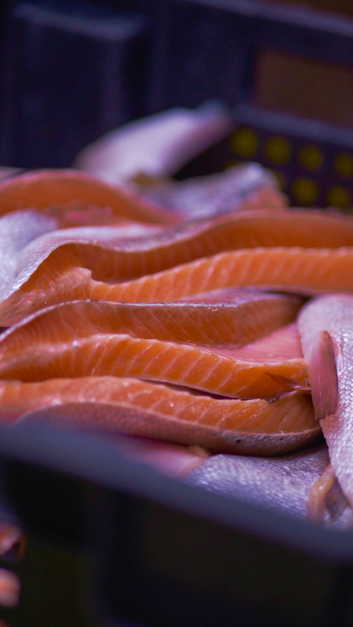 Fish oil for dogs: A supplement of several uses: An Evidence-Based Review of Joint, Skin, Kidney, and Systemic Effects