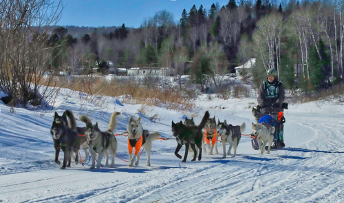 He doesn't just study canine performance. He races it.