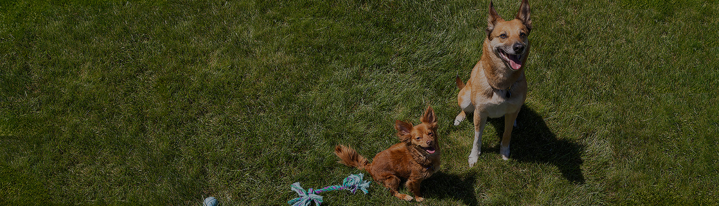 Two dogs sitting on a grassy field