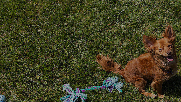 A dog sitting on a grassy field with a toy next to it