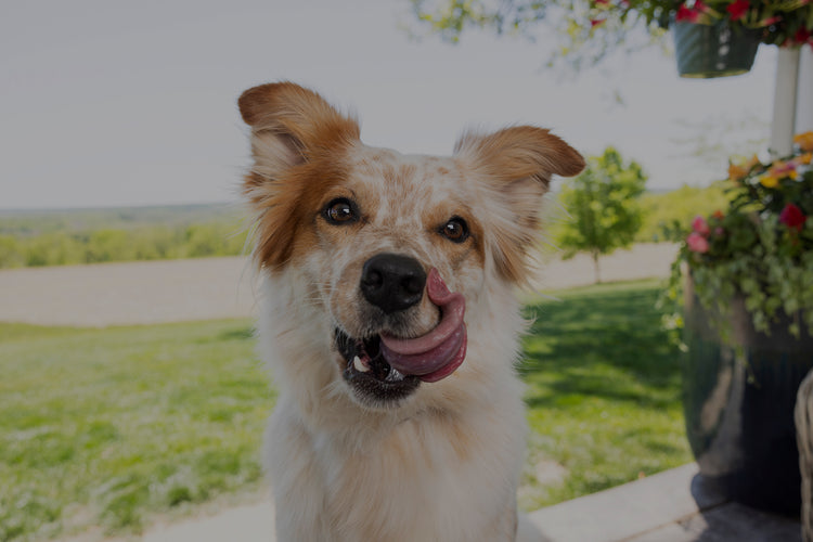 Dog with a happy expression outdoors, surrounded by greenery and flowers.