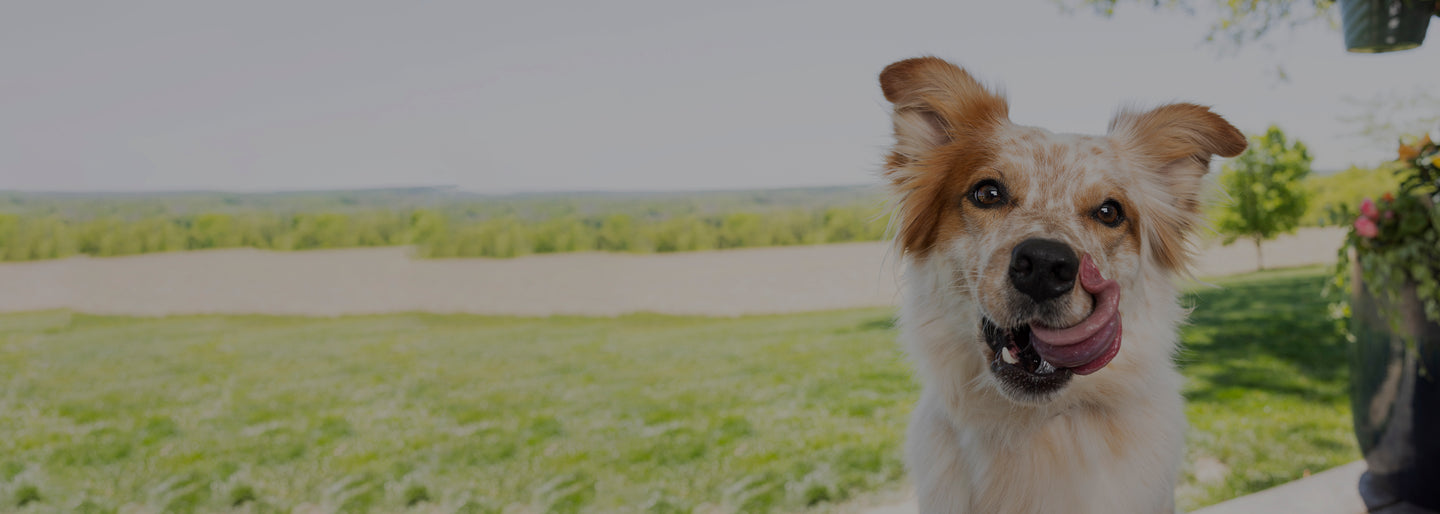 Dog with a purple collar sitting on grass licking its lips