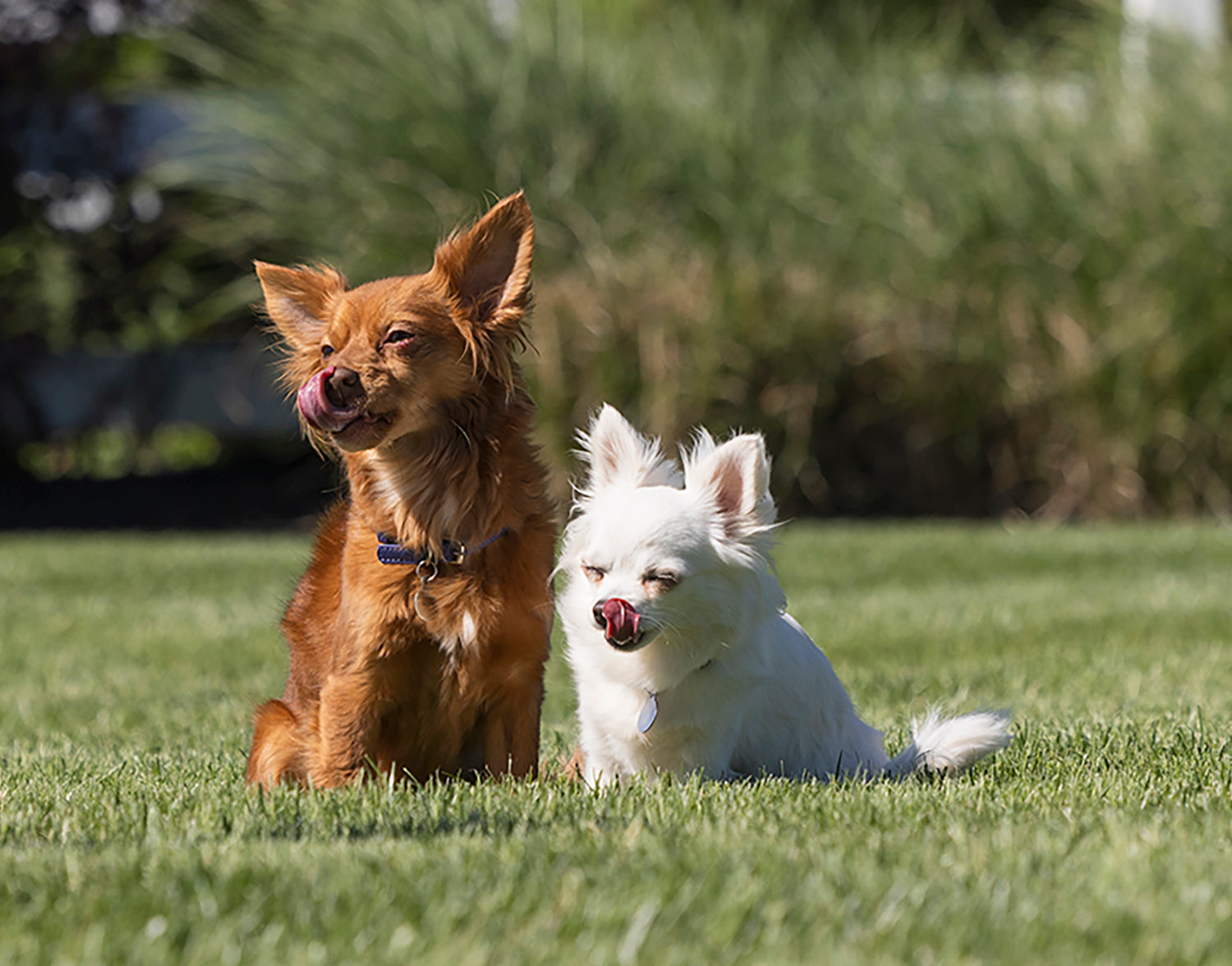 Two dogs, one brown and one white, sitting on grass licking their lips