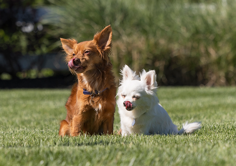 Two dogs, one brown and one white, sitting on grass licking their lips