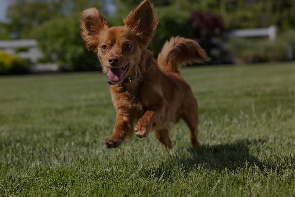Brown dog running on a grassy field with blurred background