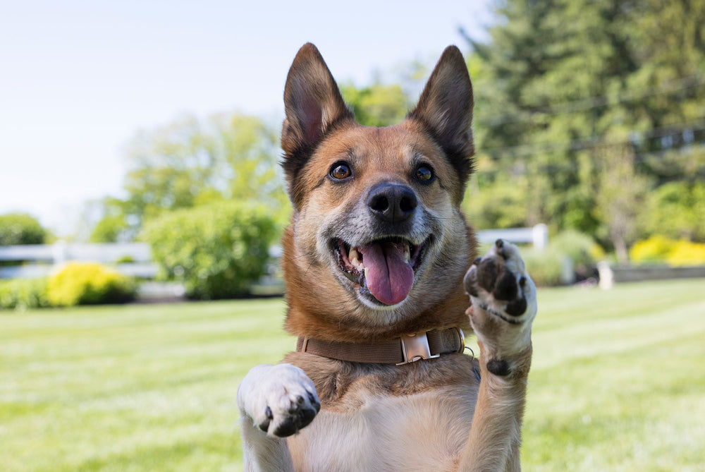 Dog with a happy expression standing on a grassy field with trees in the background