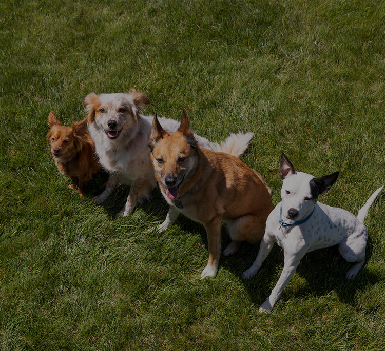 Four dogs sitting on a grassy field