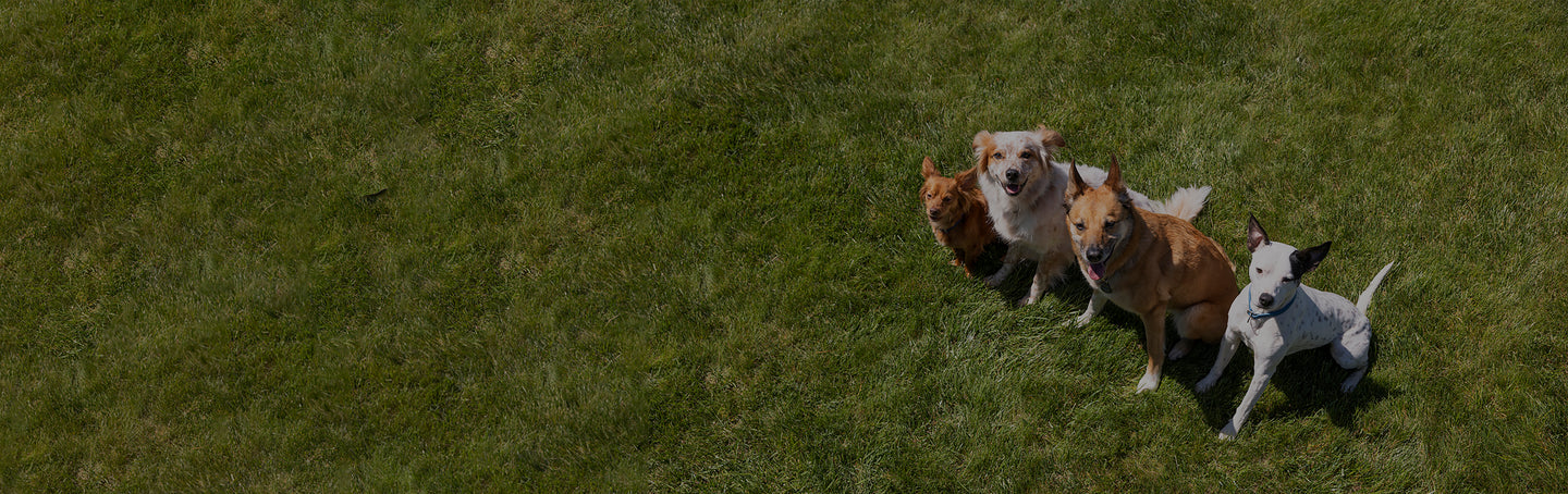 Four dogs sitting on a grassy field