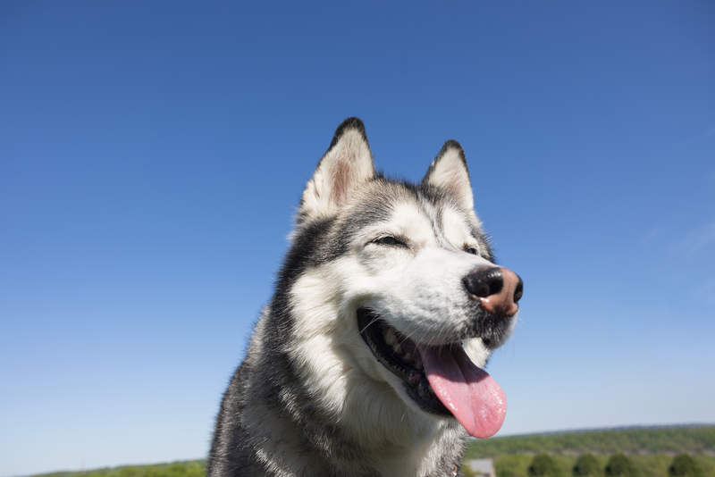Husky dog with a happy expression against a clear blue sky