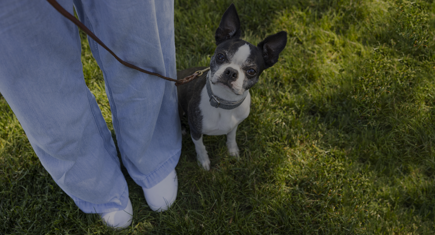 Small dog on a leash sitting on grass next to a person wearing blue pants.