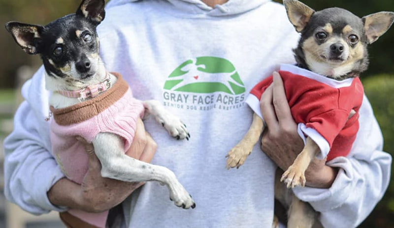 Person holding two small dogs, one in a pink sweater and the other in a red sweater, with a visible 'Gray Face Acres' hoodie