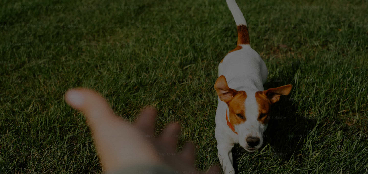 A white dog with light brown spots over its eyes running towards a person's hand