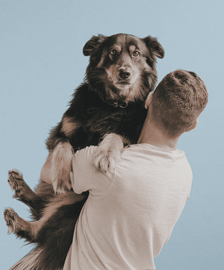 A brown dog being held by a person