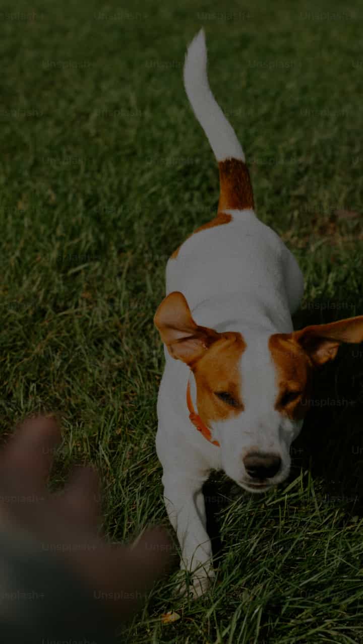 A white dog with light brown spots over its eyes running towards a person's hand