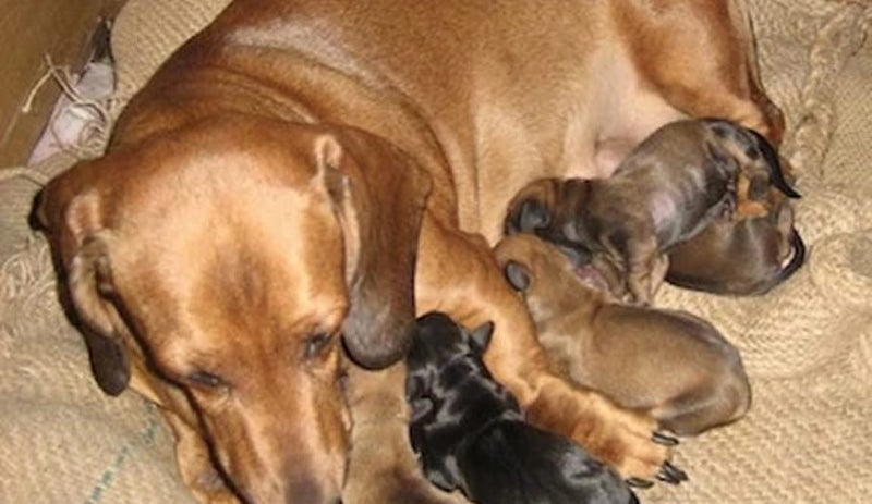 Brown dog nursing four puppies