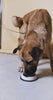 A brown dog eating food