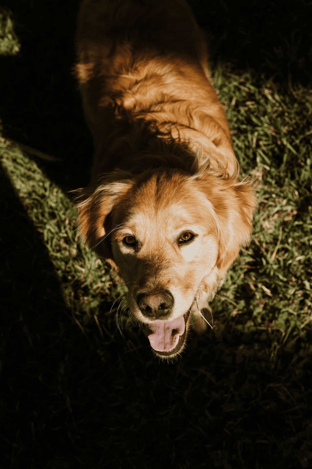 A golden retriever dog looking up at the camera