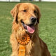 @soul_desire_goldens profile picture