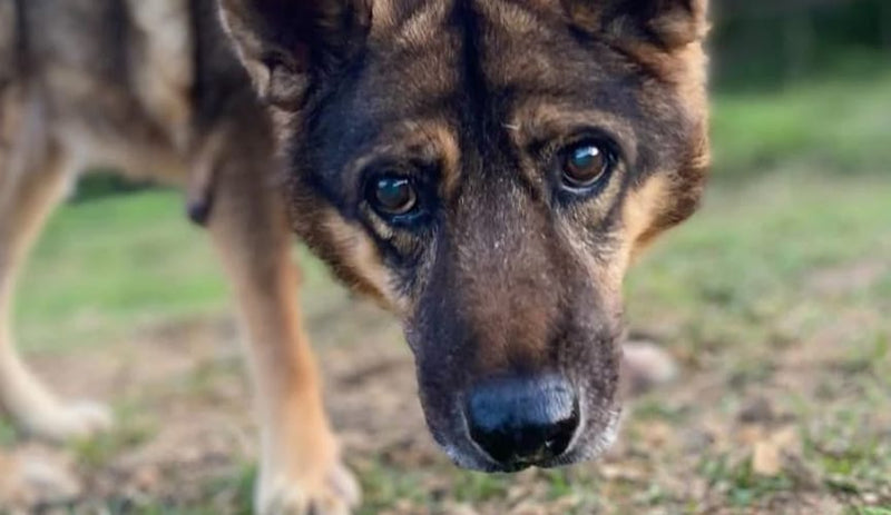 Close-up of a dog looking directly at the camera with a blurred natural background.