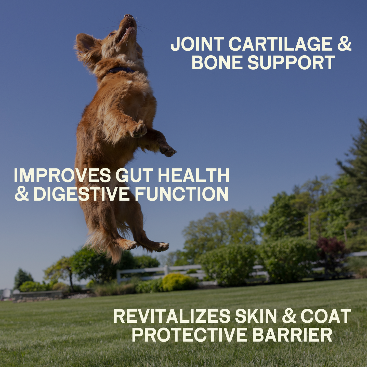 Happy Joints - Cartilage & Mobility Supplement, image 2