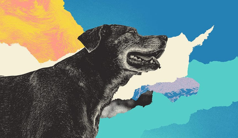 Black dog illustration on a colorful abstract background